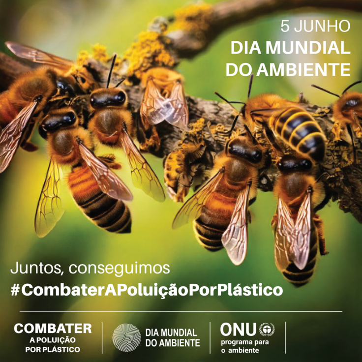 instagram_post_abelhas_cm_onga