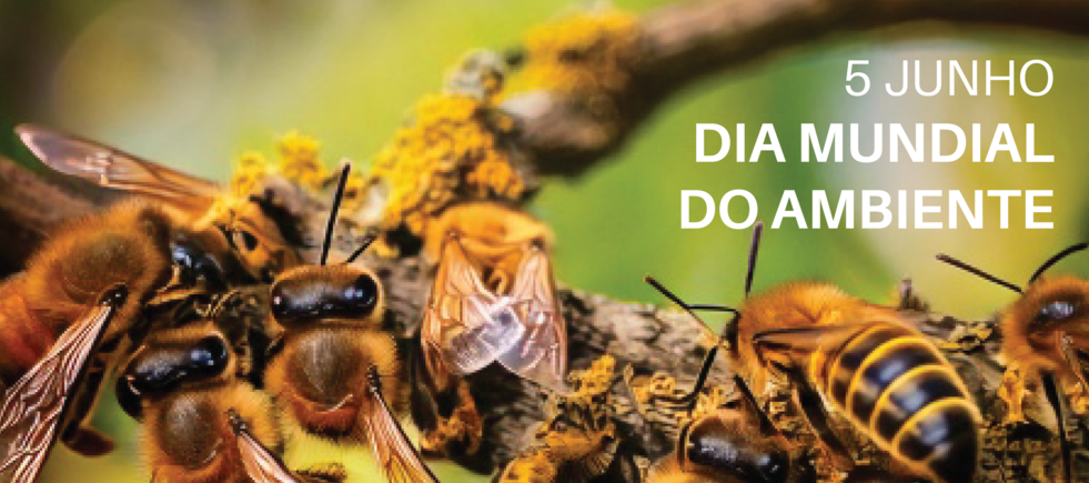 instagram_post_abelhas_cm_onga