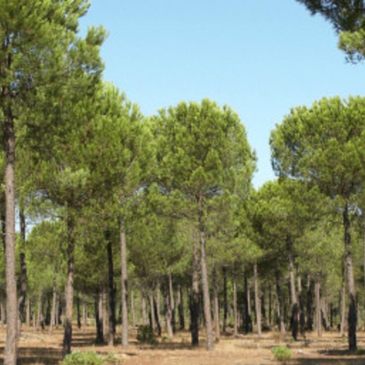 17557992 e1off 1 736 736