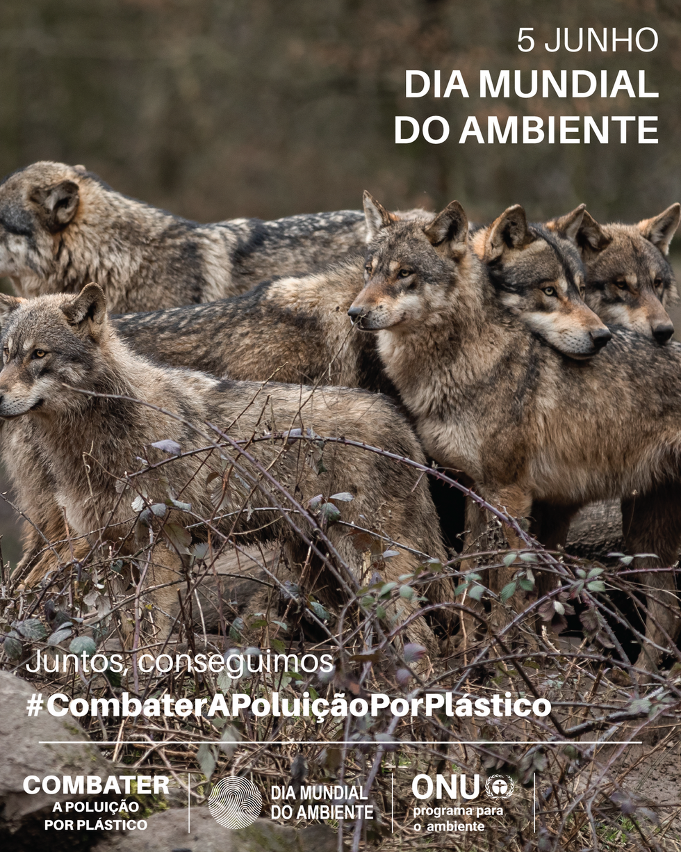 Instagram_Post_2_Lobos_CM-ONGA