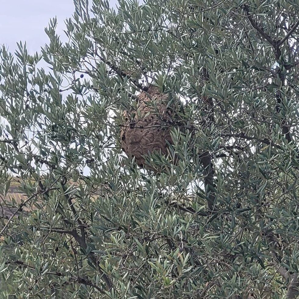 591503514_1246503230845229_3926732709891165413_n