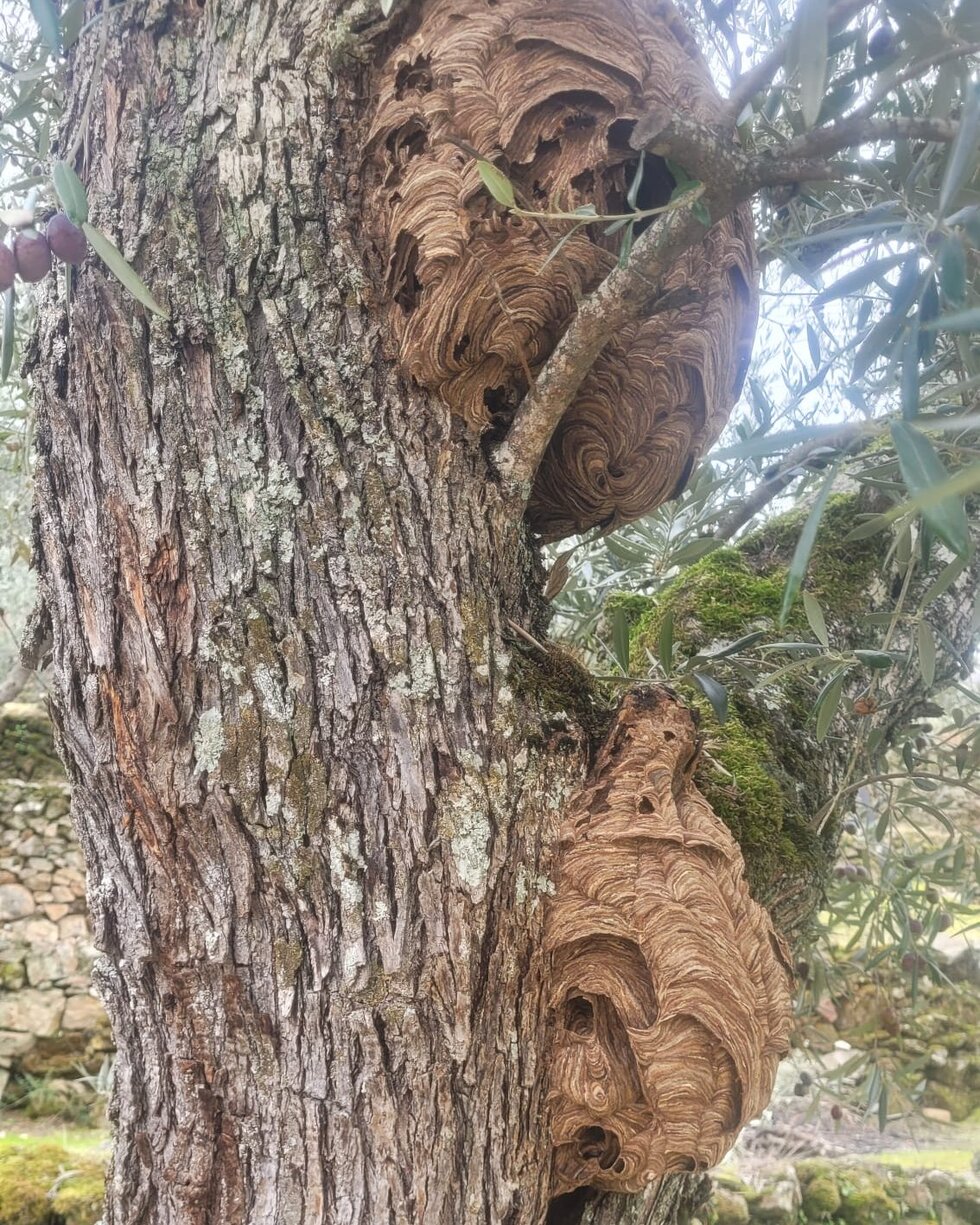 591735535_1246503974178488_1065781149825089875_n